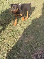 Bebe, a female Miniature Pinscher for sale in Tampa, FL – Photo 3 of 4