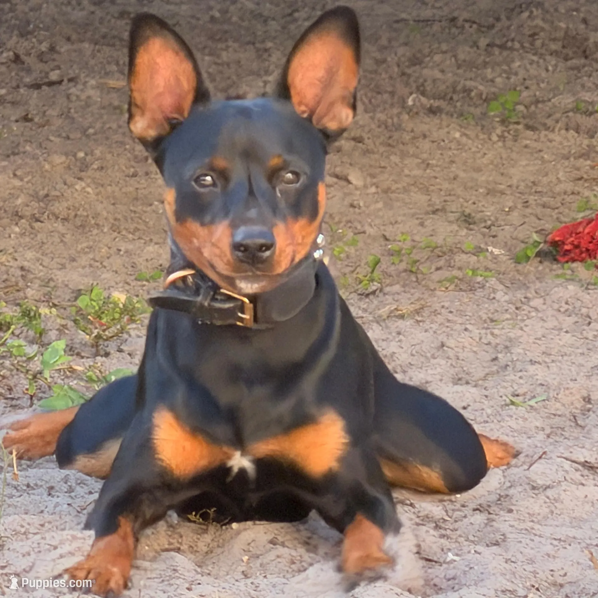Bebe, a female Miniature Pinscher for sale in Tampa, FL – Photo 10 of 10