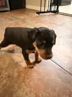 Bebe, a female Miniature Pinscher for sale in Tampa, FL – Photo 4 of 10