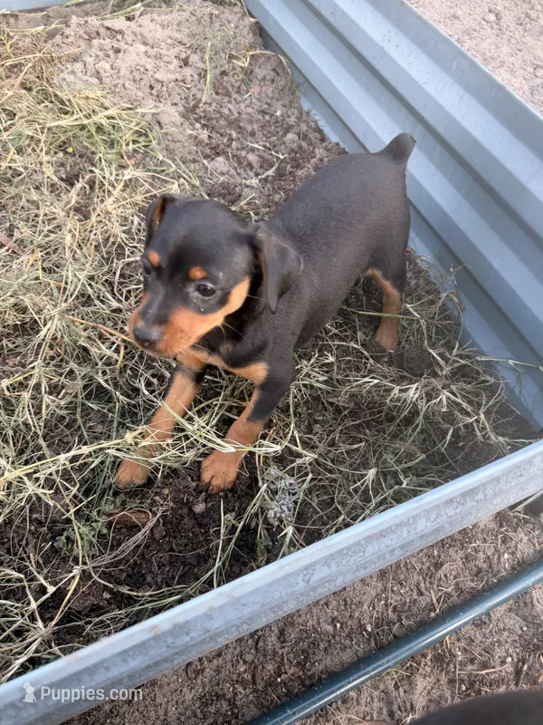 Bebe – Miniature Pinscher puppy for sale in Tampa, FL