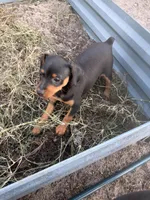 Bebe, a female Miniature Pinscher for sale in Tampa, FL – Photo 1 of 4