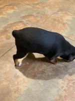 Bebe, a female Miniature Pinscher for sale in Tampa, FL – Photo 5 of 10