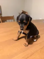 Bebe, a female Miniature Pinscher for sale in Tampa, FL – Photo 8 of 10