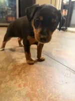 Bebe, a female Miniature Pinscher for sale in Tampa, FL – Photo 7 of 10