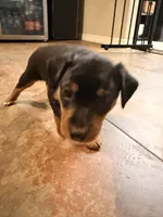 Bebe, a female Miniature Pinscher for sale in Tampa, FL – Photo 2 of 10