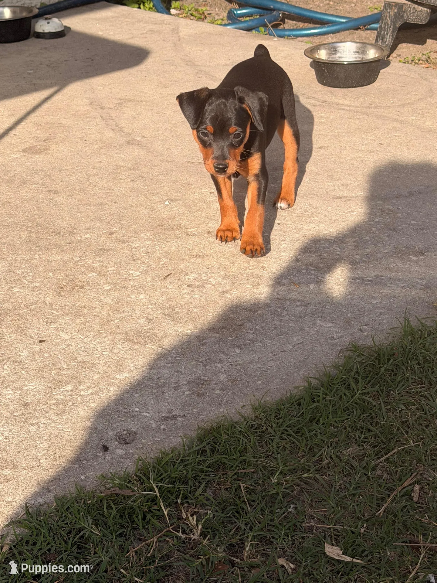 Bebe, a female Miniature Pinscher for sale in Tampa, FL – Photo 2 of 4