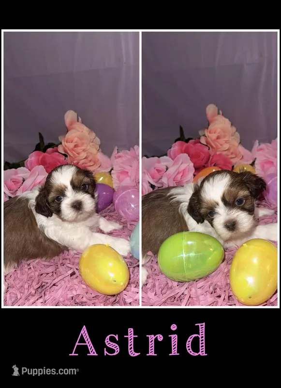 Astrid – Shih Tzu puppy for sale in Mason City, IA