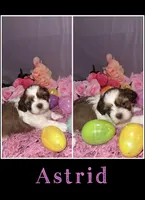 Astrid, a female Shih Tzu for sale in Mason City, IA – Photo 1 of 2