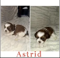 Astrid, a female Shih Tzu for sale in Mason City, IA – Photo 2 of 2