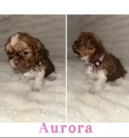 Aurora , a female Shih Tzu for sale in Mason City, IA – Photo 2 of 2