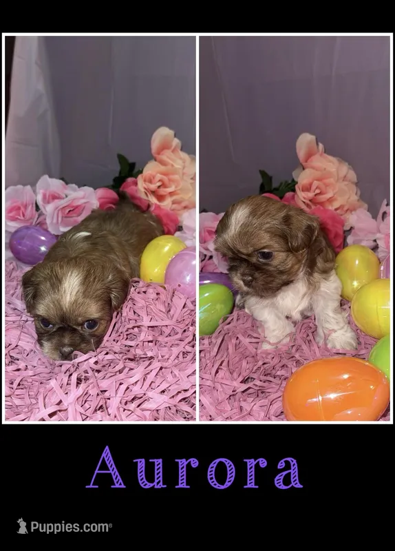 Aurora  – Shih Tzu puppy for sale in Mason City, IA