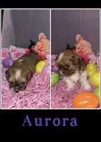 Aurora , a female Shih Tzu for sale in Mason City, IA – Photo 1 of 2