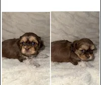 Shadow , a male Shih Tzu for sale in Mason City, IA – Photo 2 of 2