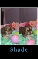 Shadow , a male Shih Tzu for sale in Mason City, IA – Photo 1 of 2