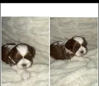 Shade , a male Shih Tzu for sale in Mason City, IA – Photo 2 of 2