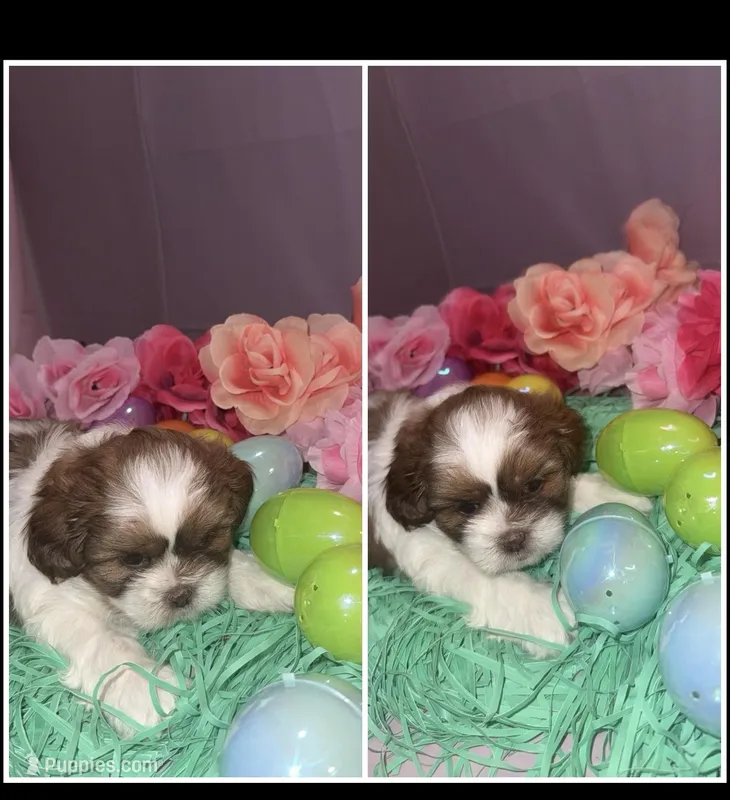 Shade  – Shih Tzu puppy for sale in Mason City, IA