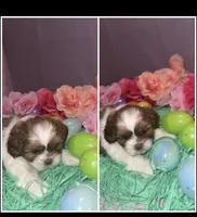 Shade , a male Shih Tzu for sale in Mason City, IA – Photo 1 of 2