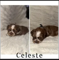 Celeste, a female Shih Tzu for sale in Mason City, IA – Photo 2 of 2