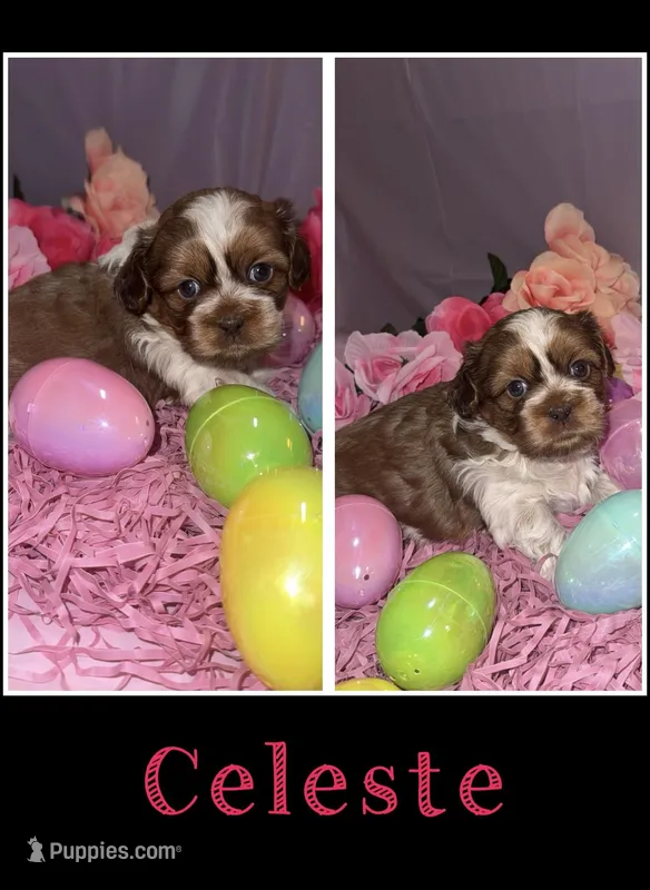 Celeste – Shih Tzu puppy for sale in Mason City, IA