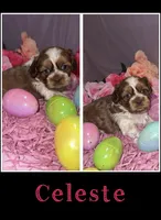 Celeste, a female Shih Tzu for sale in Mason City, IA – Photo 1 of 2