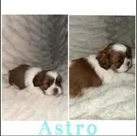 Astro, a male Shih Tzu for sale in Mason City, IA – Photo 2 of 2