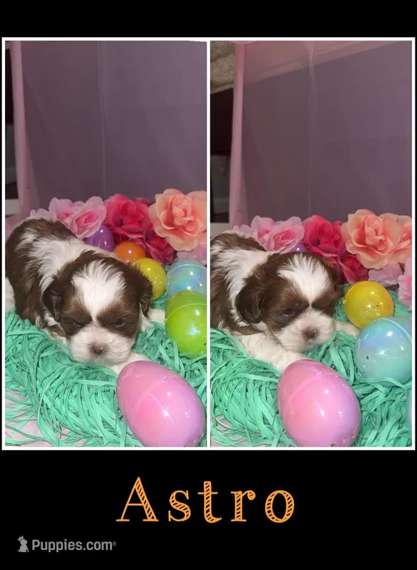 Astro – Shih Tzu puppy for sale in Mason City, IA