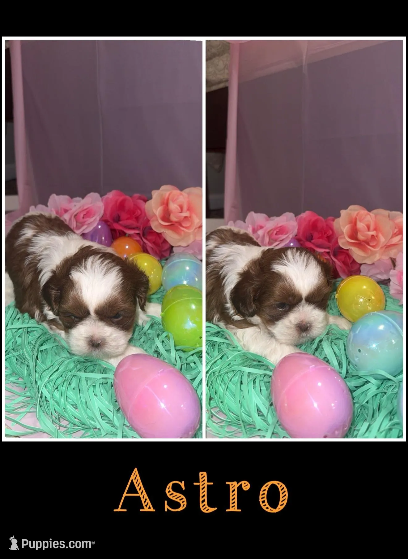 Astro, a male Shih Tzu for sale in Mason City, IA – Photo 1 of 2