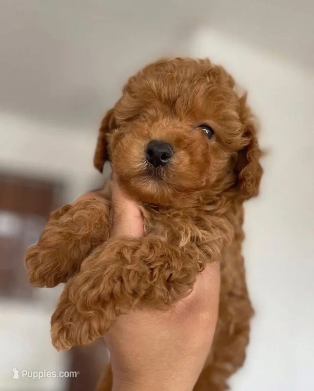Ted – Maltipoo, Poodle - Toy  puppy for sale in East Los Angeles, CA