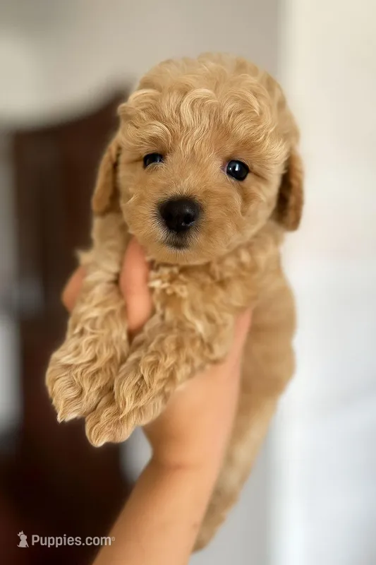 Ted – Maltipoo, Poodle - Toy  puppy for sale in East Los Angeles, CA
