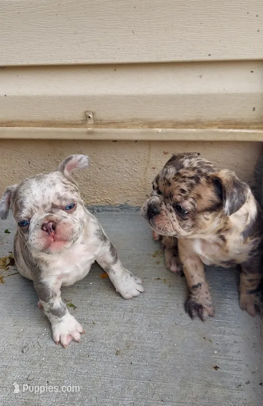 Kain – French Bulldog puppy for sale in Littleton, CO