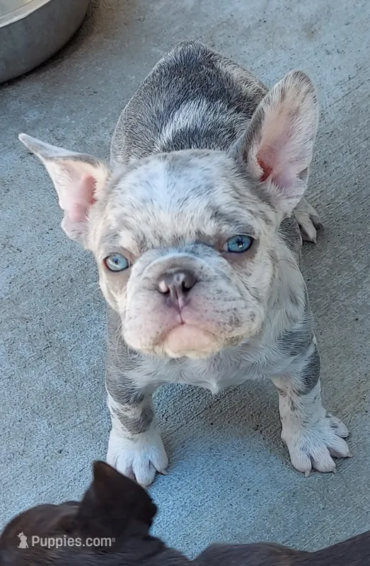 Kain – French Bulldog puppy for sale in Littleton, CO