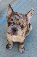 Bach, a male French Bulldog for sale in Littleton, CO – 2 of 6