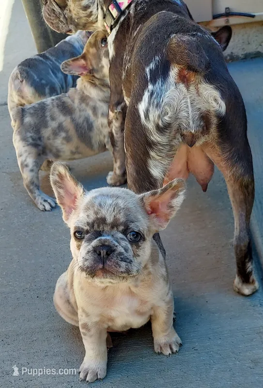 Dexter – French Bulldog puppy for sale in Littleton, CO