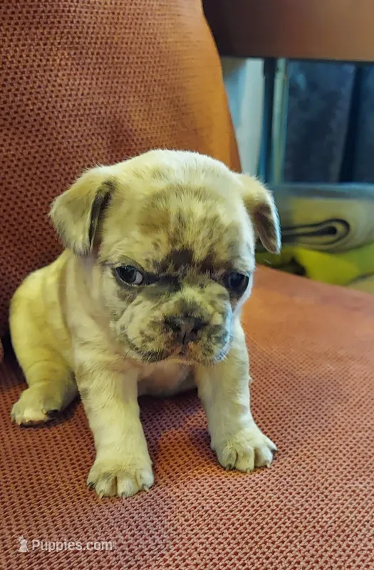 Dexter, a male French Bulldog for sale in Littleton, CO – 1 of 7