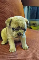 Dexter, a male French Bulldog for sale in Littleton, CO – 1 of 7