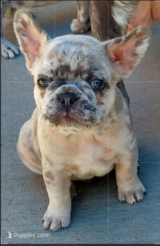 Dexter – French Bulldog puppy for sale in Littleton, CO