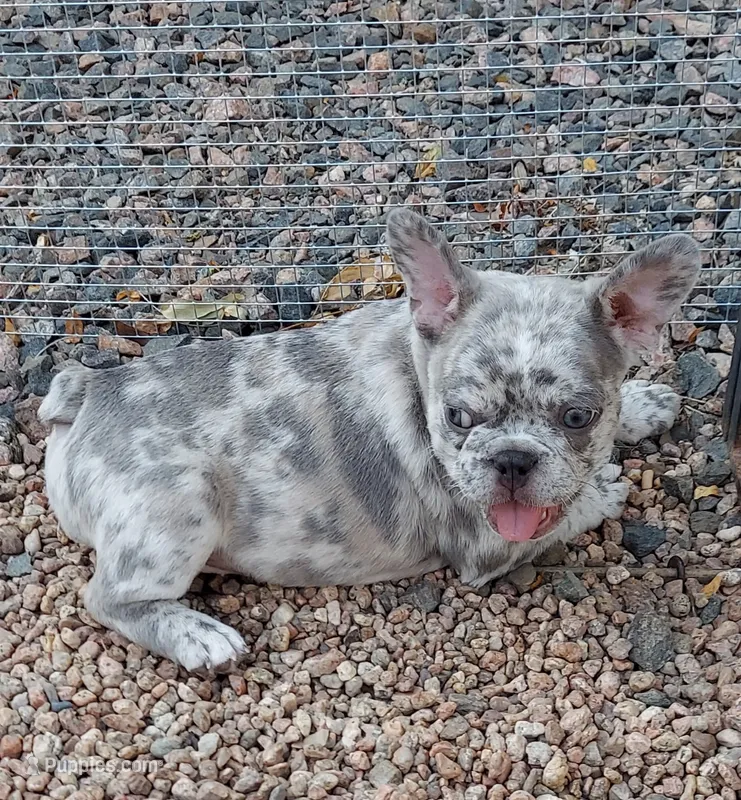 Silas – French Bulldog puppy for sale in Littleton, CO