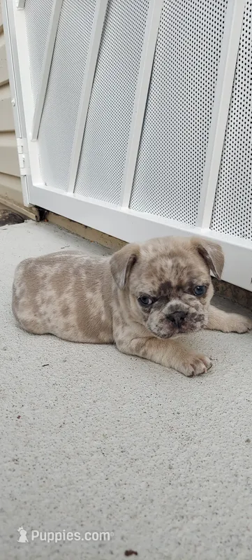 Dexter – French Bulldog puppy for sale in Littleton, CO