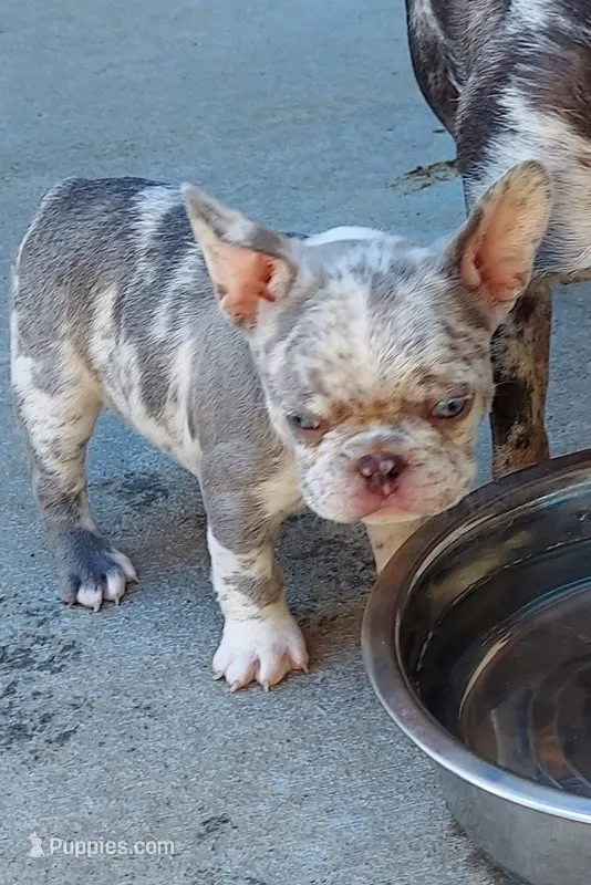 Kain – French Bulldog puppy for sale in Littleton, CO