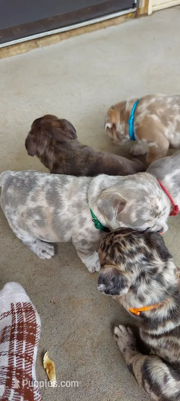 Silas – French Bulldog puppy for sale in Littleton, CO
