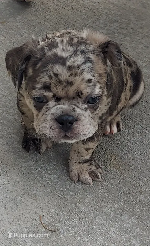 Bach – French Bulldog puppy for sale in Littleton, CO