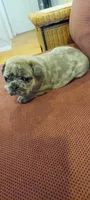 Dexter, a male French Bulldog for sale in Littleton, CO – 5 of 7