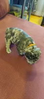 Bach, a male French Bulldog for sale in Littleton, CO – 2 of 4