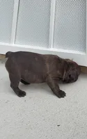 Phoenix , a male French Bulldog for sale in Littleton, CO – 10 of 10