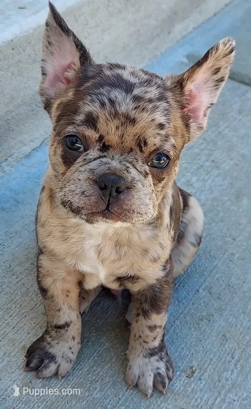 Bach – French Bulldog puppy for sale in Littleton, CO