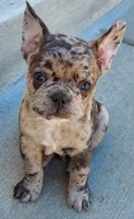 Bach, a male French Bulldog for sale in Littleton, CO – 1 of 6