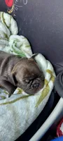Phoenix , a male French Bulldog for sale in Littleton, CO – 3 of 4