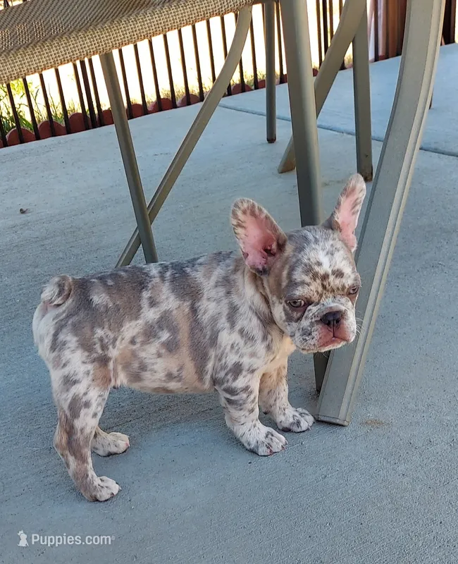 Silas – French Bulldog puppy for sale in Littleton, CO