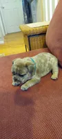 Dexter, a male French Bulldog for sale in Littleton, CO – 4 of 7