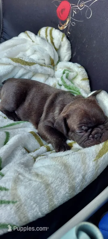 Phoenix , a male French Bulldog for sale in Littleton, CO – 1 of 4